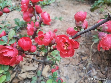 石榴风水|石榴树栽在院子哪个方位风水好，解读栽植石榴树的风水知识